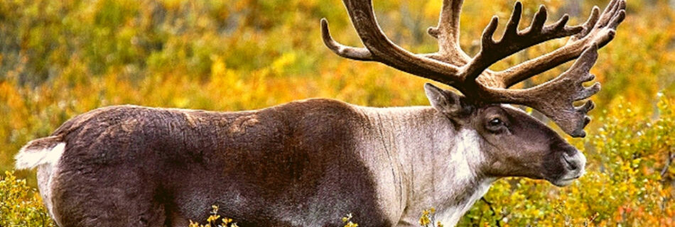big caribou