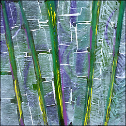 Bamboo Forest