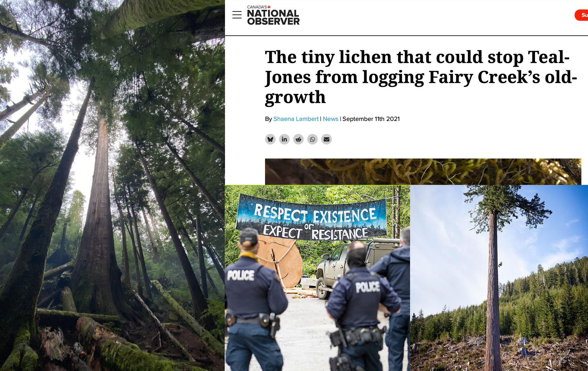 Fairy Creek process collage